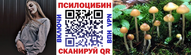 где найти   Тверь  Псилоцибиновые грибы Magic Shrooms 